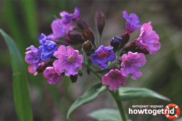 Prescriptions for medicinal options using Lungwort