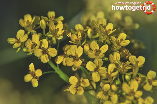 Recipes with a plant of colza