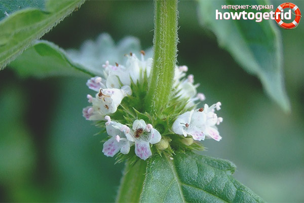 Recipes with Zyuznik