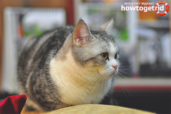 American shorthair cat