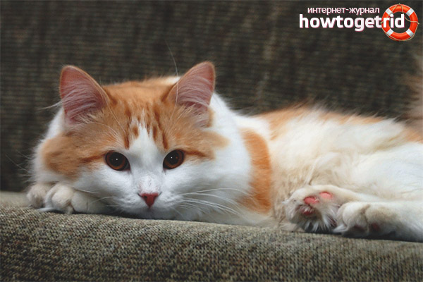 Turkish Van Disease and Nutrition