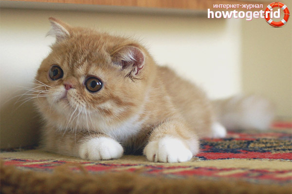 Diseases of an Exotic Shorthair Cat
