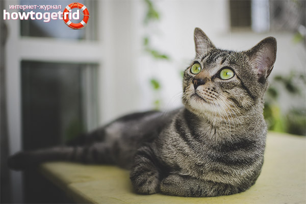 Brazilian shorthair cat