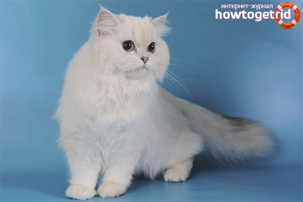 British longhair cat