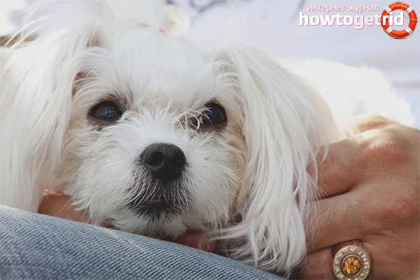 Caractéristiques de la bolognaise