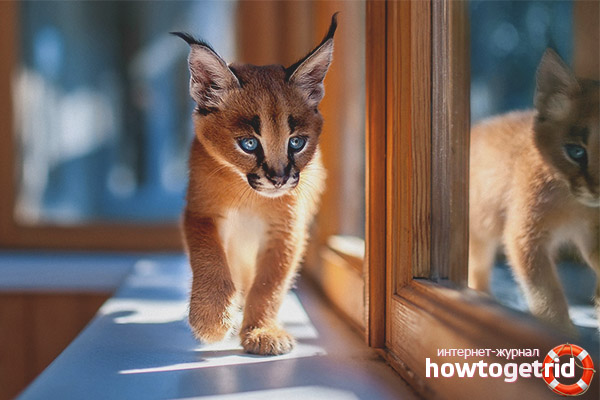 Where to buy a caracal kitten