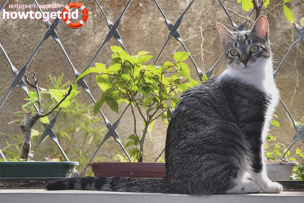 Brazilian Shorthair Character