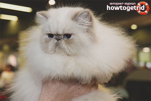 Himalayan cat character