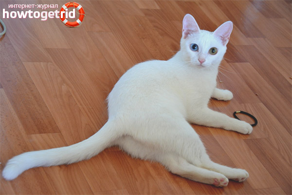 The nature and behavior of the Anatolian cat