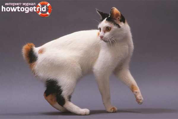 Japanese Bobtail Character