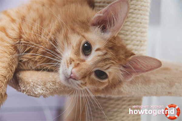 The nature of javanese