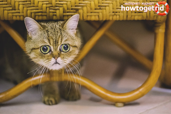 Character of an Exotic Shorthair Cat