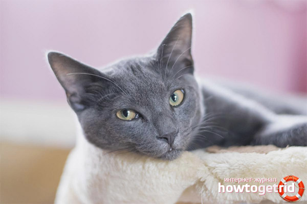 The nature of the corat and its behavior