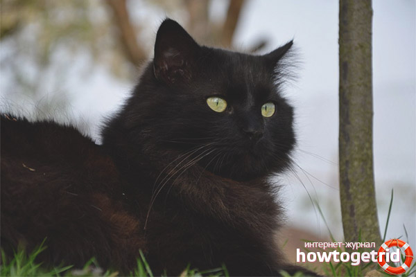 Chantilly Tiffany cat character