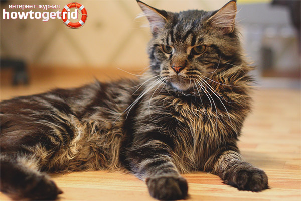 Maine Coon Character