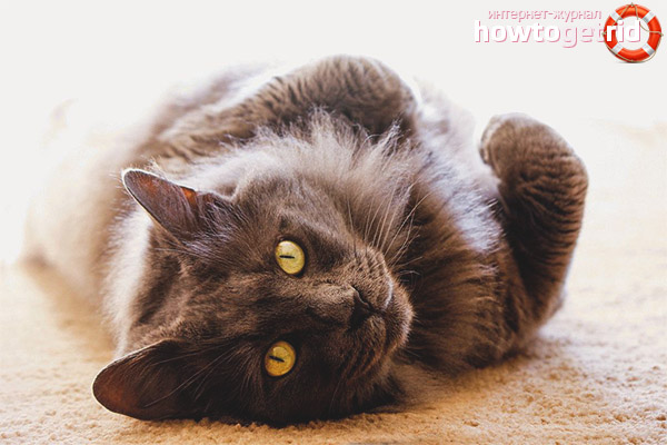 The nature of the Nibelungs