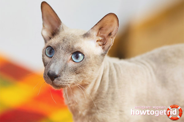 The character of the St. Petersburg Sphinx