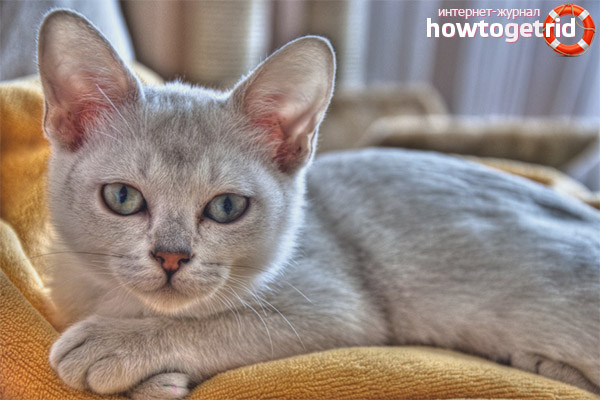 Burmilla cat breed character