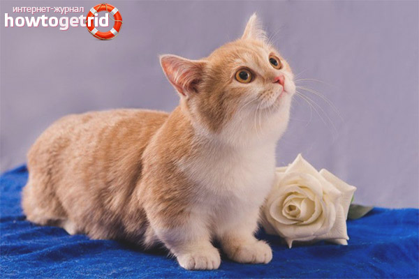 Munchkin cat breed character