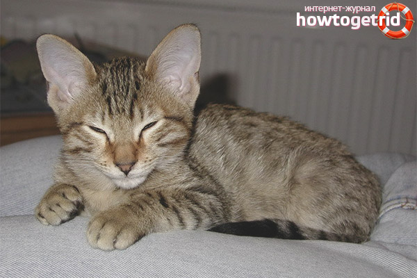 Canaani cat breed character