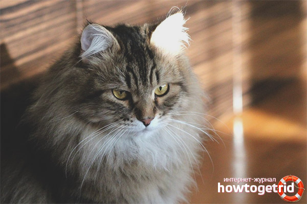 Siberian cat character