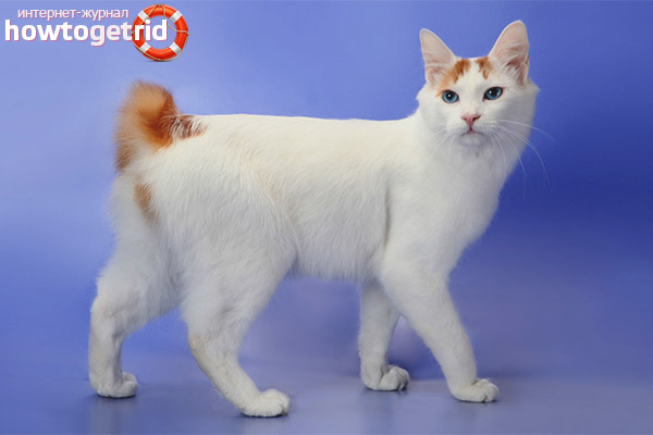 Japanese bobtail