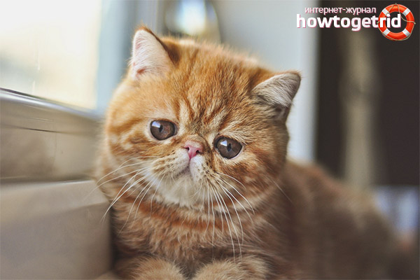 Exotic Shorthair Cat
