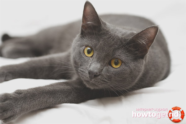 What should a standard look like?