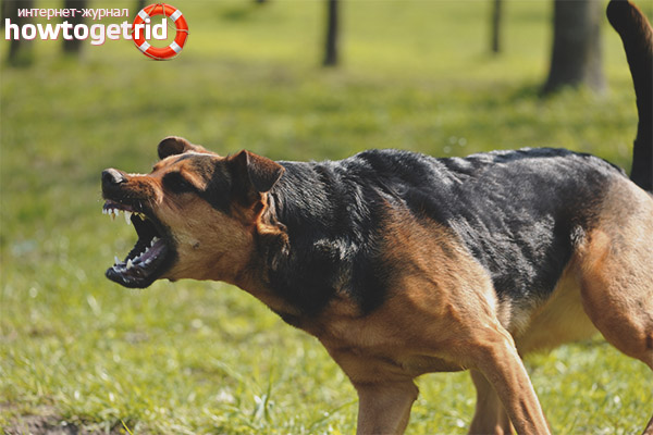 What to do if a dog attacks a child