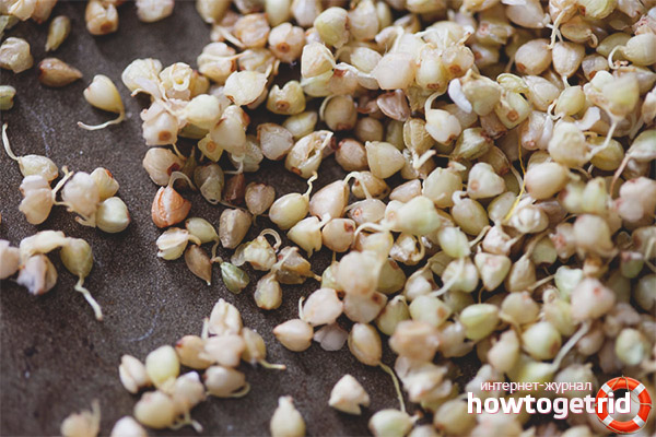 How to germinate buckwheat