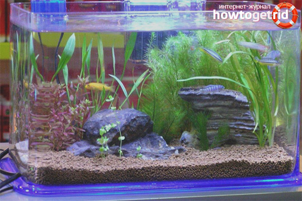How to make aquarium water transparent
