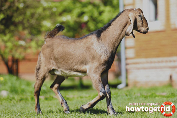 How to keep and care for goats of the Nubian breed