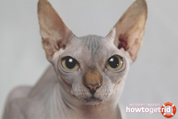 How to care for the Don Sphinx