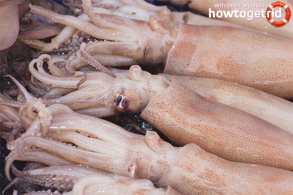 How to choose a squid