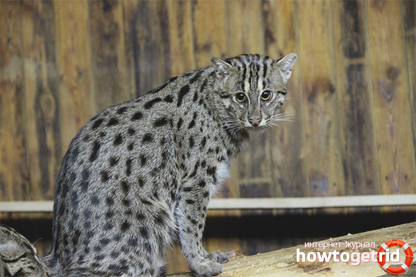 What does a wyverre angler cat look like?