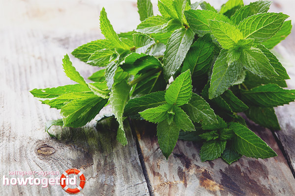 Comment préparer la menthe pour le séchage