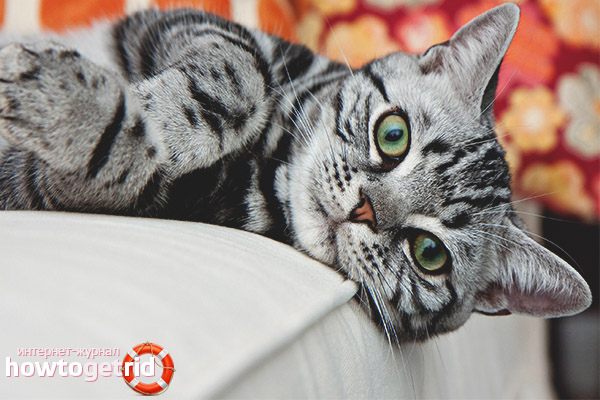 What diseases are American Shorthair cats susceptible to