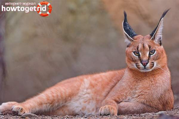 Caracal
