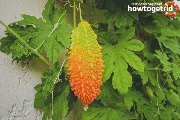 Medicinal properties and application of momordic