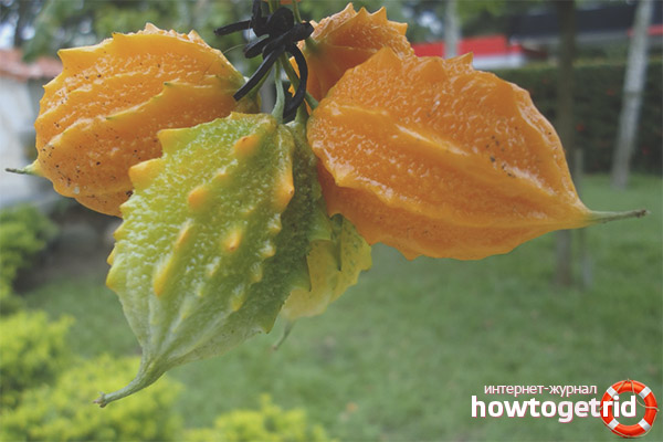 The healing properties of momordiki