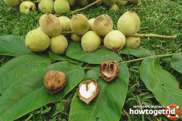 Noyer de Mandchourie en médecine populaire