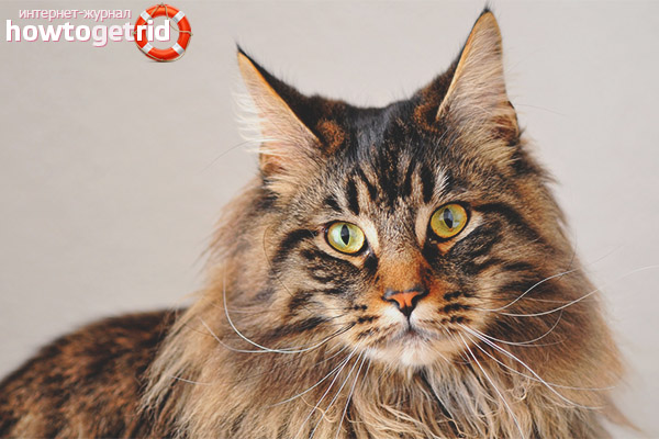 Maine Coon