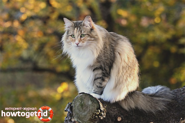 Norwegian Forest Cat