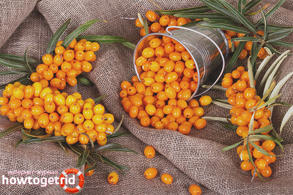 Sea-buckthorn when breastfeeding