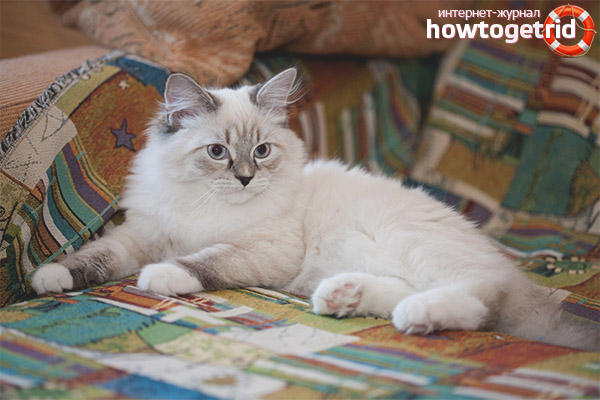 Color Neva Masquerade Cat