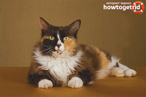 The color of the breed of cats Laperm