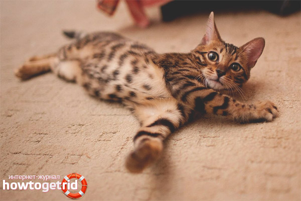 Canaani cat breed color