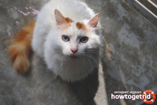 Turkish van color
