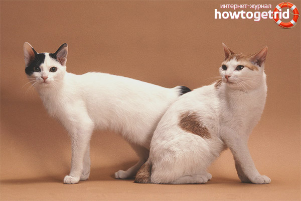 Japanese bobtail colors