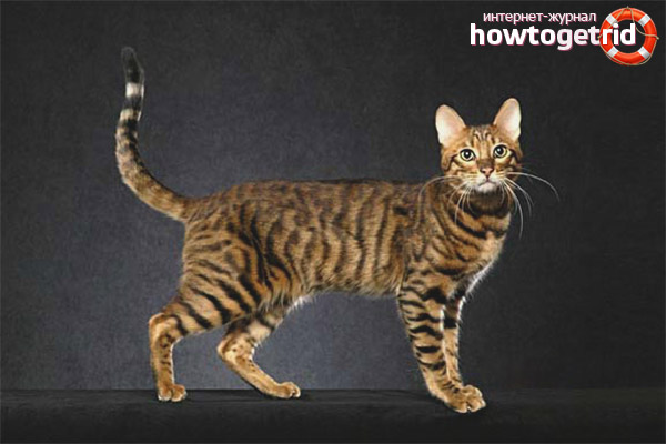 Serengeti cat colors